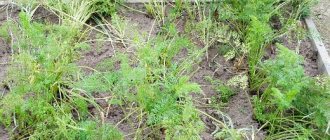 carrots in the garden