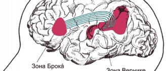Мозговые центры речи