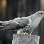 forest bird cuckoo