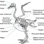 Bird skeleton