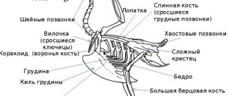 Bird skeleton