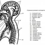 The structure of the speech apparatus