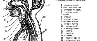 The structure of the speech apparatus