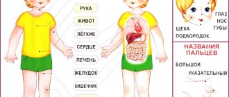 Тело человека строение