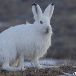 Animals-Arctic-Description-names-and-features-of-animals-Arctic-10