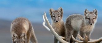 Животные-Арктики-Описание-названия-и-особенности-животных-Арктики-12